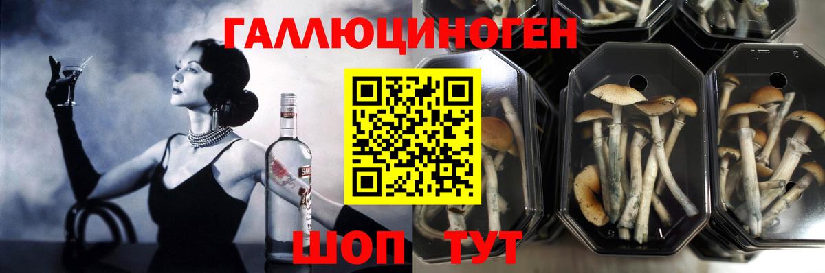 Галлюциногенные грибы Magic Shrooms  Вход с VPN  Галлюциногенные грибы Cubensis  Красногорск 